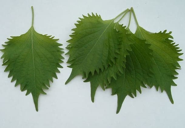 Ruffled green shiso leaves 