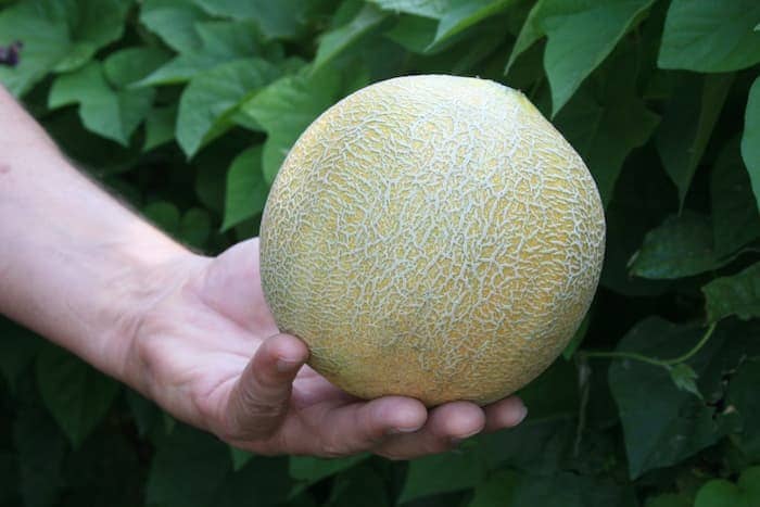 Whole muskmelon held in one hand