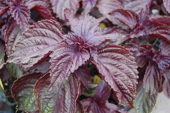Ruffled red shiso leaves