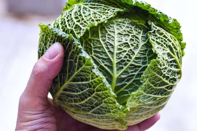 A whole savoy cabbage