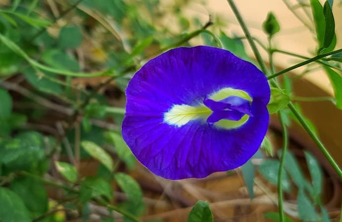 Clitoriaternatea (fresh blue butterly pea flower)_ 
