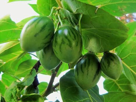 Unripe green tamarillo fruits 
