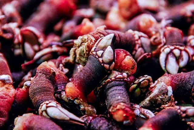 ready-to-eat or cooked gooseneck barnacles