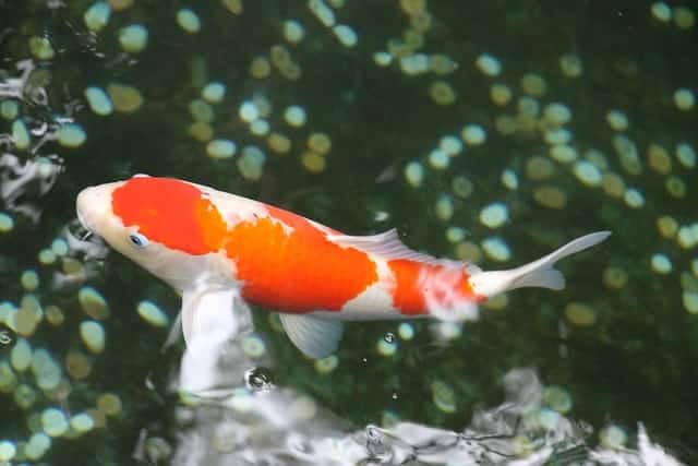 A beautiful koi fish swimming in water