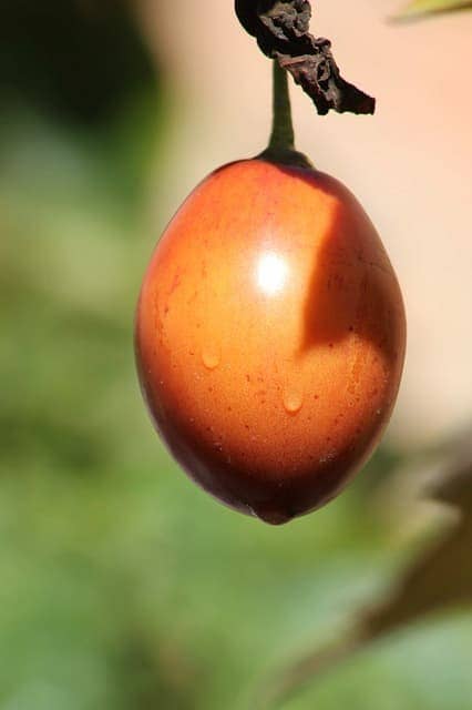 A single orange tamarillo fruit 