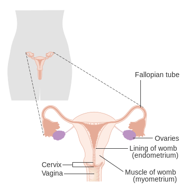 A woman's reproductive system 